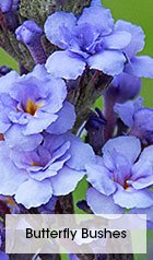 Butterfly Bushes