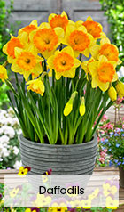 Daffodil Bulbs