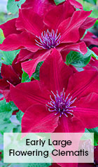 Early Large Flowering Clematis