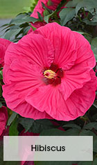 Hibiscus