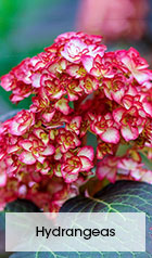 Hydrangeas