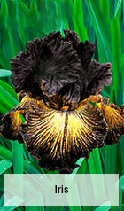 Iris