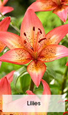 Lilies