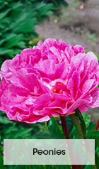 Peonies