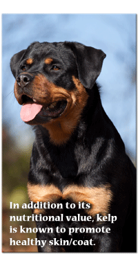 Chondroitin can be taken as a supplement for cartilage maintenance, joint lubrication, and as an anti-inflammatory.
