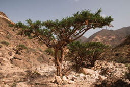  Real Letters Boswellia serrata tree