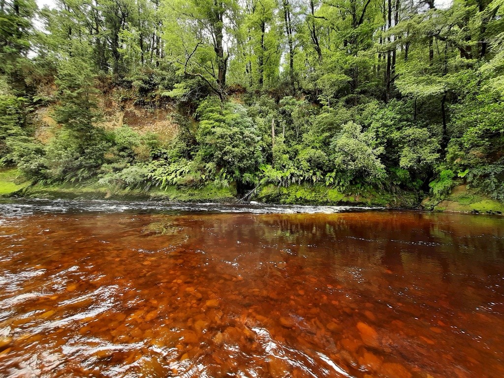 Nelson Creek at Swimming Hole Reserve Swim Guide