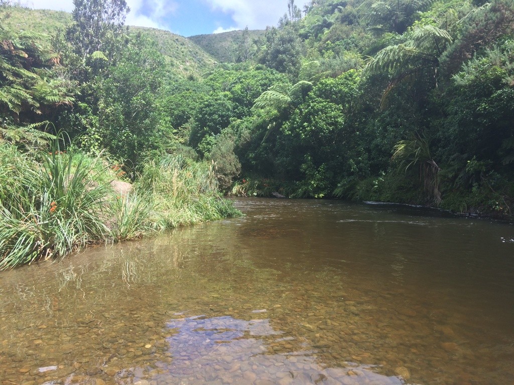 Kahuterawa Stream at Sledge Track