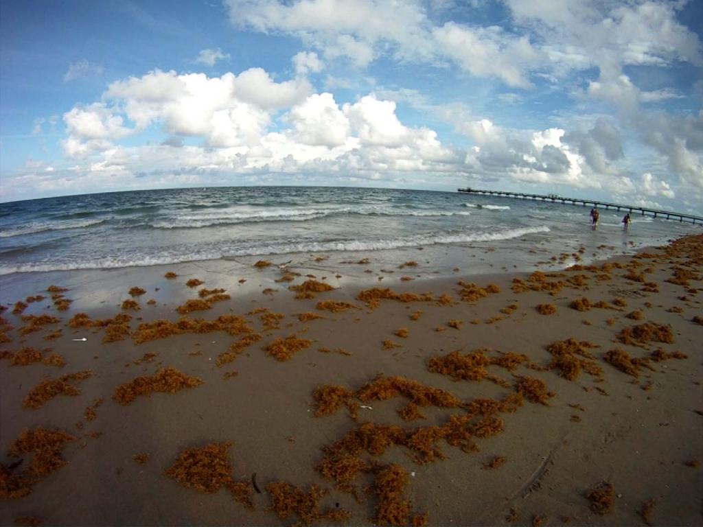 Commercial Boulevard Pier