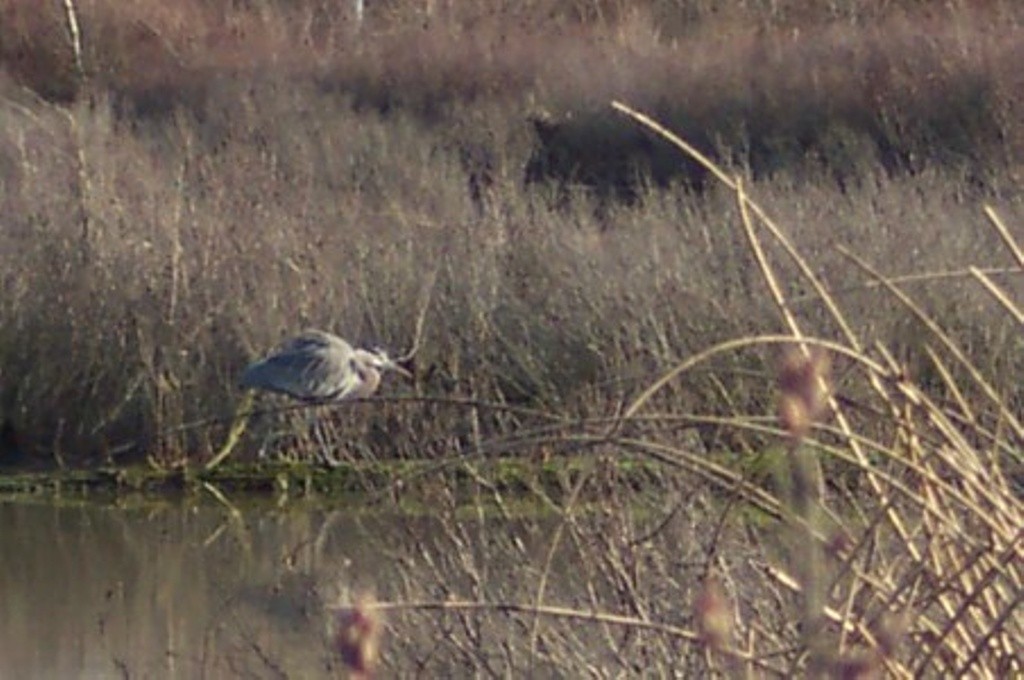 Birch Bay Beach & Tidelands Access