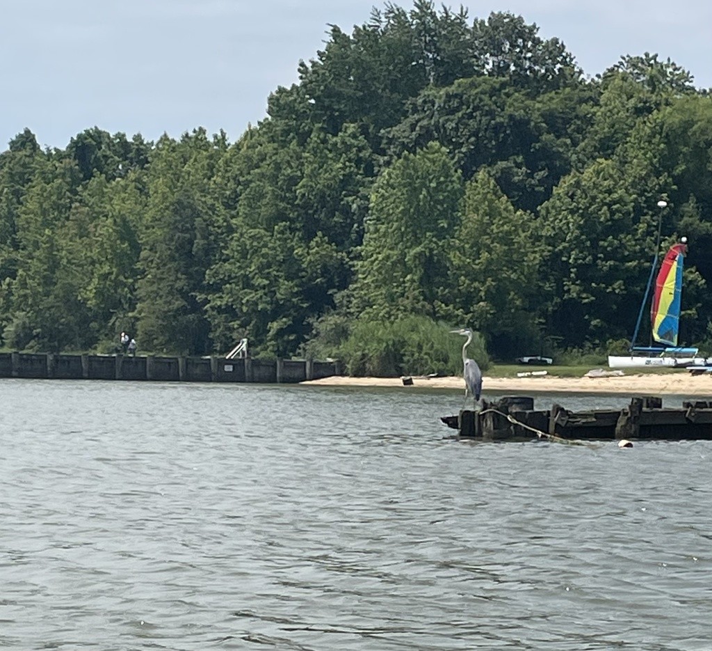 Gunpowder State Park - Hammerman - Swim Guide