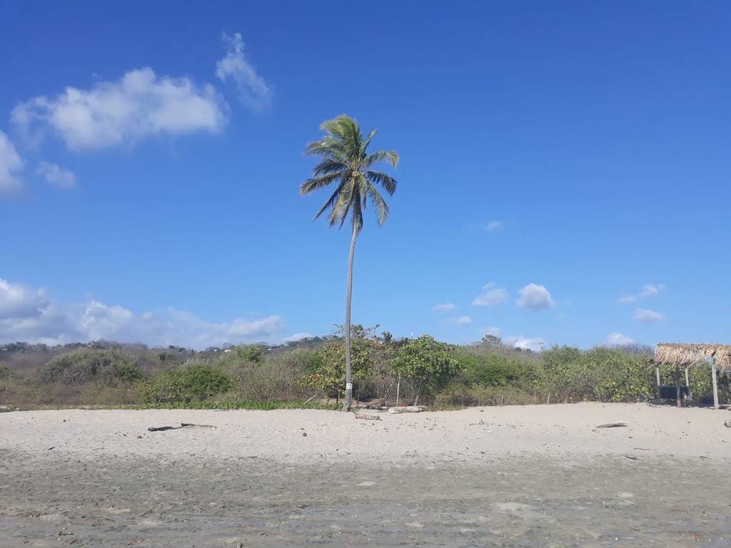 Palm Tree (Palmera), Playa Guiones