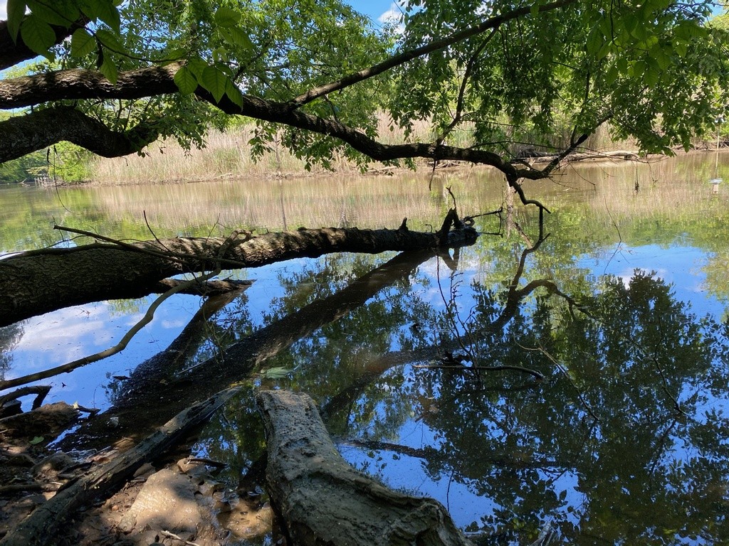 Foster's Branch - Mariner Point Park