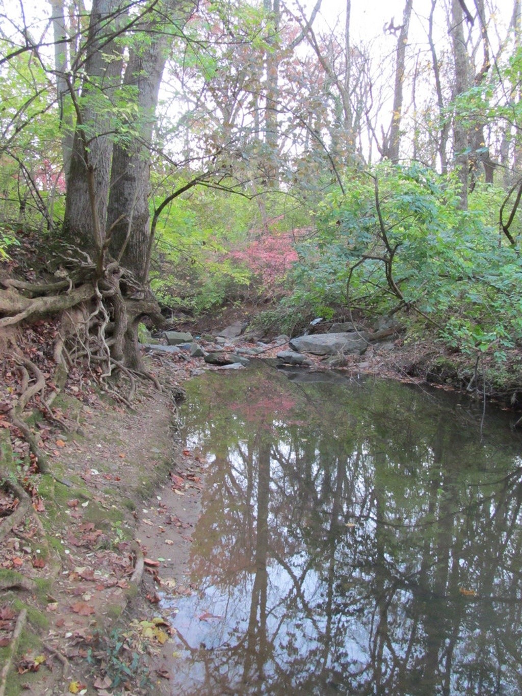 Willett Branch - Morgan Drive