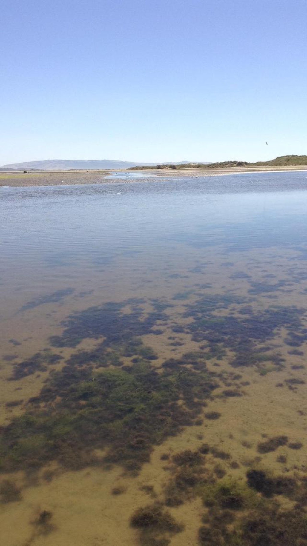 Ashley River at Estuary