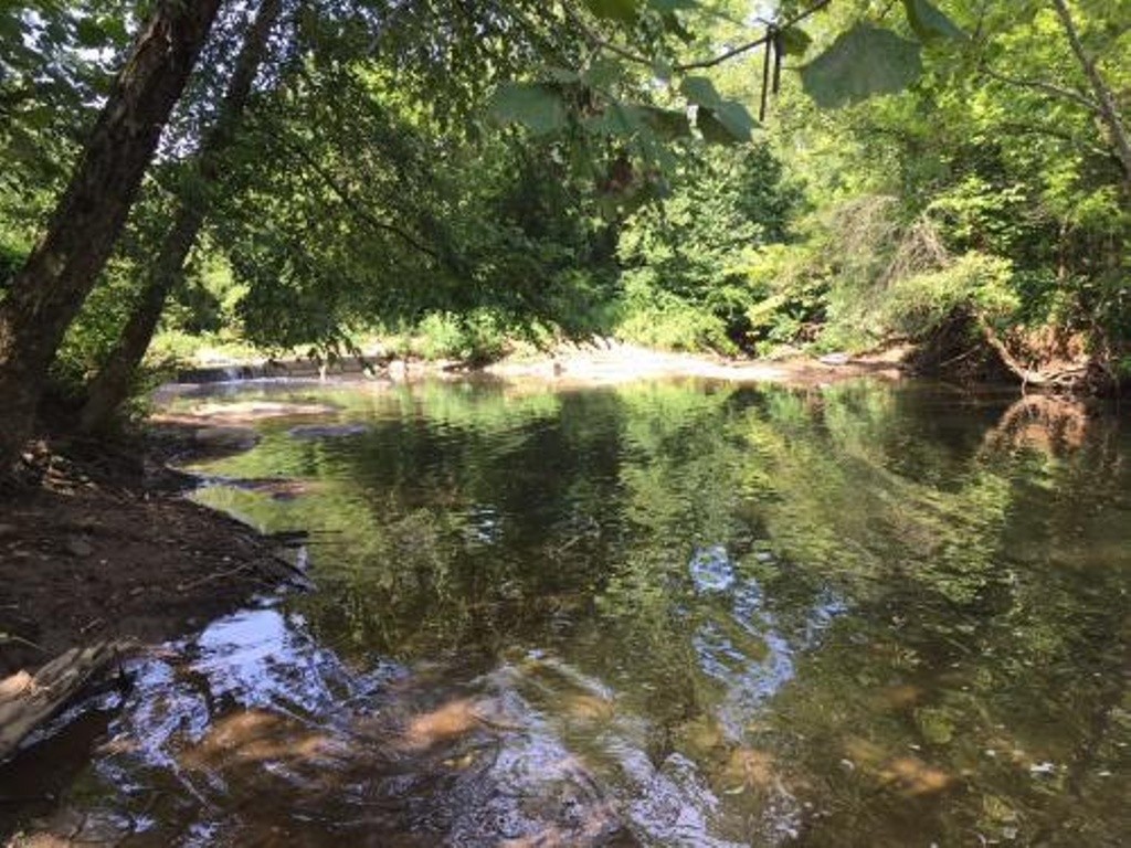 Reedy Creek Swim Guide