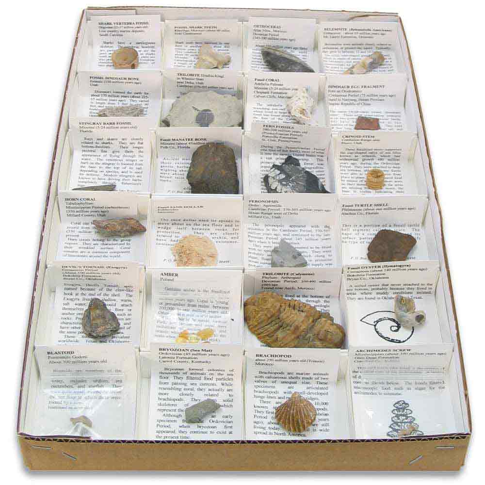 Large Fossil Collection, Fossils & Dinosaurs Educational Innovations, Inc.