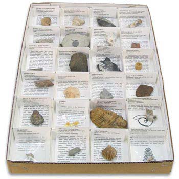 fossil kits for sale
