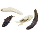 Chocolate Covered Insects