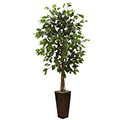 Ficas Tree with Bamboo Planter