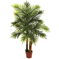 Areca Palm Tree