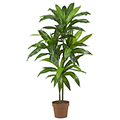 Dracaena Silk Plant