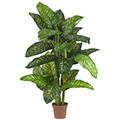 Dieffenbachia Silk Plant