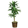 Dracena w/ Basket Silk Plant