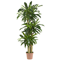 Corn Stalk Dracaena Silk Plant