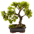 Podocarpus w / Mossed Bonsai Planter