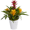 Bromeliad Plant