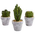Cactus Plant (Set of 3)