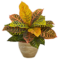 Garden Croton Plant