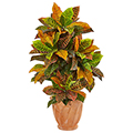 Croton Plant