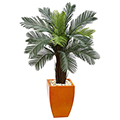 Cycas Tree