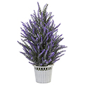 Lavender Plant