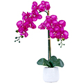 Purple Orchid Plant