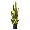 Sansevieria Plant