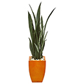 Sansevieria Plant in Orange Planter
