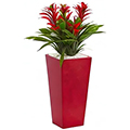 Triple Bromeliad Plant