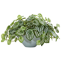Watermelon Peperomia Plant