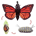 Folkmanis&reg; Monarch Life Cycle Hand Puppet
