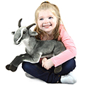 Patrick the Pygmy Goat