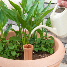 Terracotta Watering Spikes - Set of 4