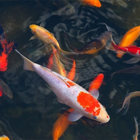 How Large Will My Koi Grow The Pond Guy