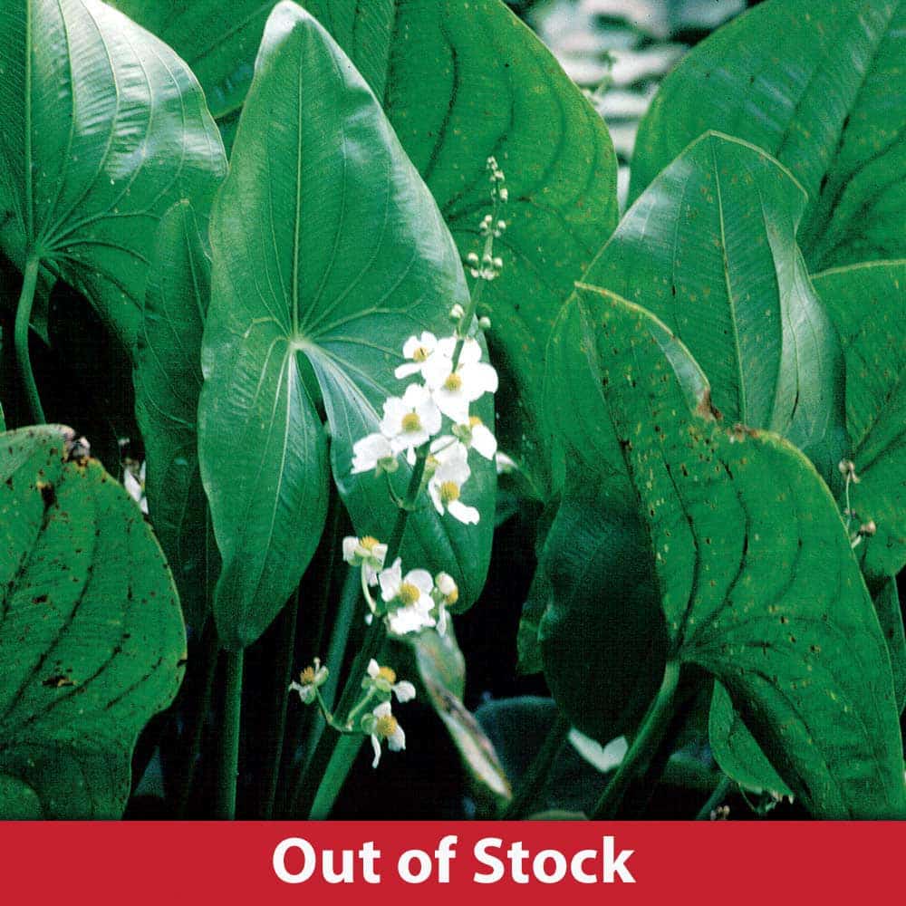 Arrowhead Plants Arrowhead Pond Plant The Pond Guy