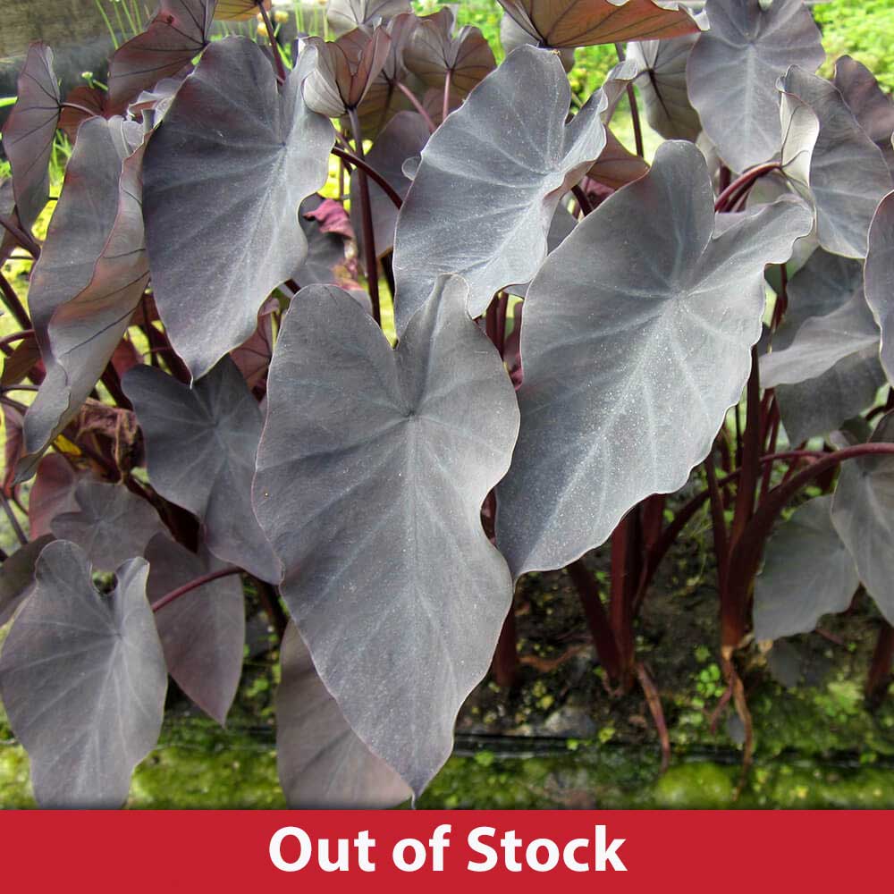 Black Taro Leafy Tropical Bog Plant The Pond Guy