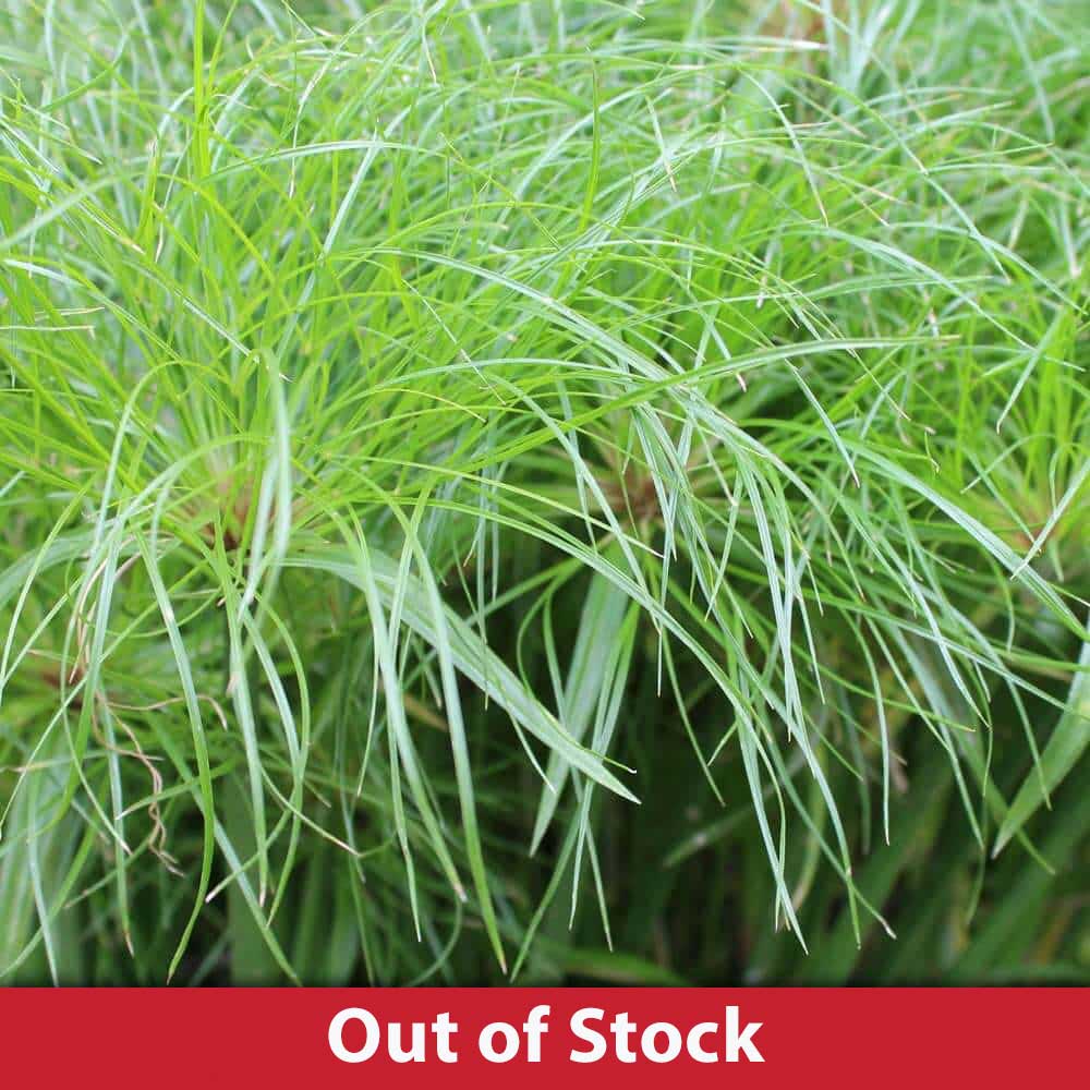 King Tut Pond Plants for Sale The Pond Guy