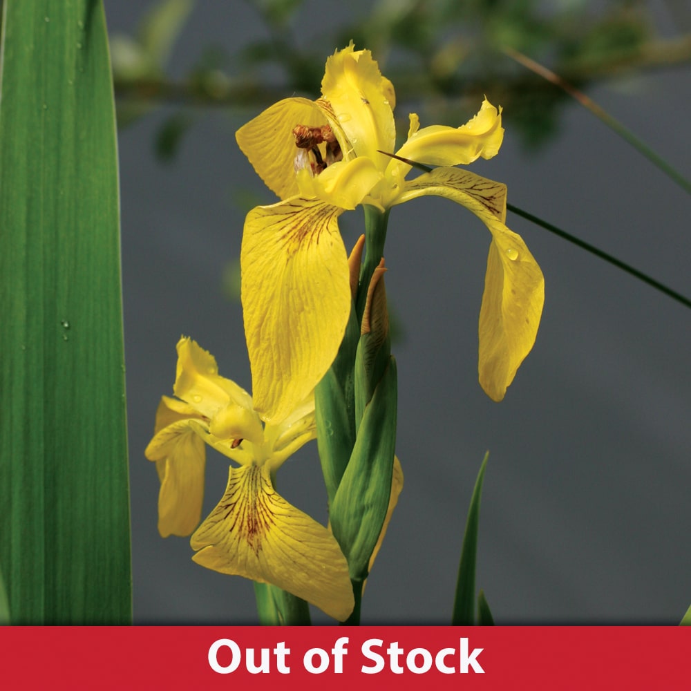 Yellow Flag Iris Pond Plants Online The Pond Guy