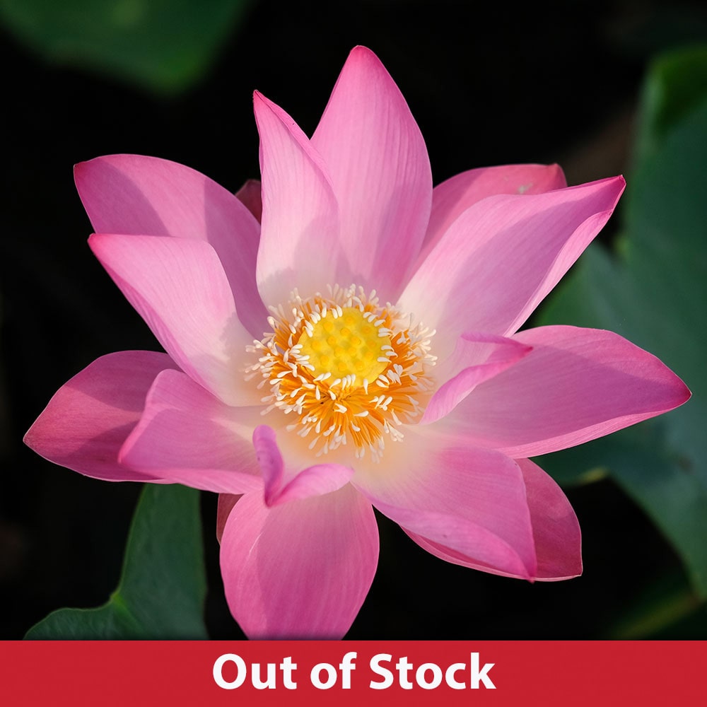 Pekinesis Rubra Hardy Water Lotus The Pond Guy